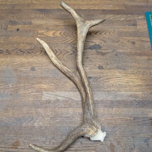 May include: A single deer antler, light brown in colour, with several tines branching out. The antler has a textured surface and a creamy white base. It is displayed on a wooden surface.