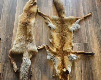 Tanned European Red Fox Hide – Vulpes vulpes, Collector Display