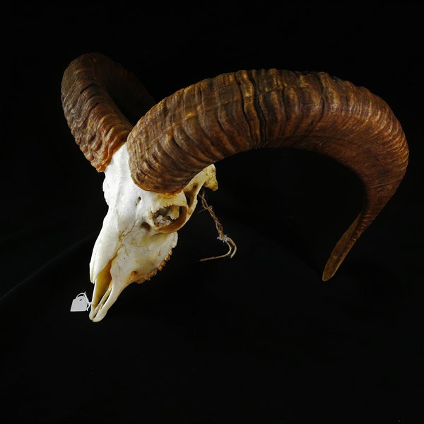 European Mouflon skull ram Real animal skull