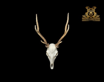 Beautiful Japanese sika deer skull, professional cleaned.