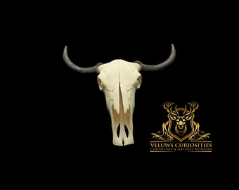 skull of a yak with horns, professional cleaned.