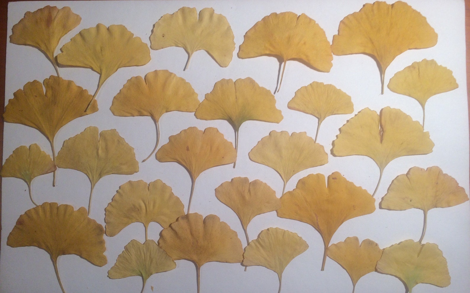 25 Ginkgo Blätter Gelbe Ginkgoblätter getrocknete gepresste | Etsy