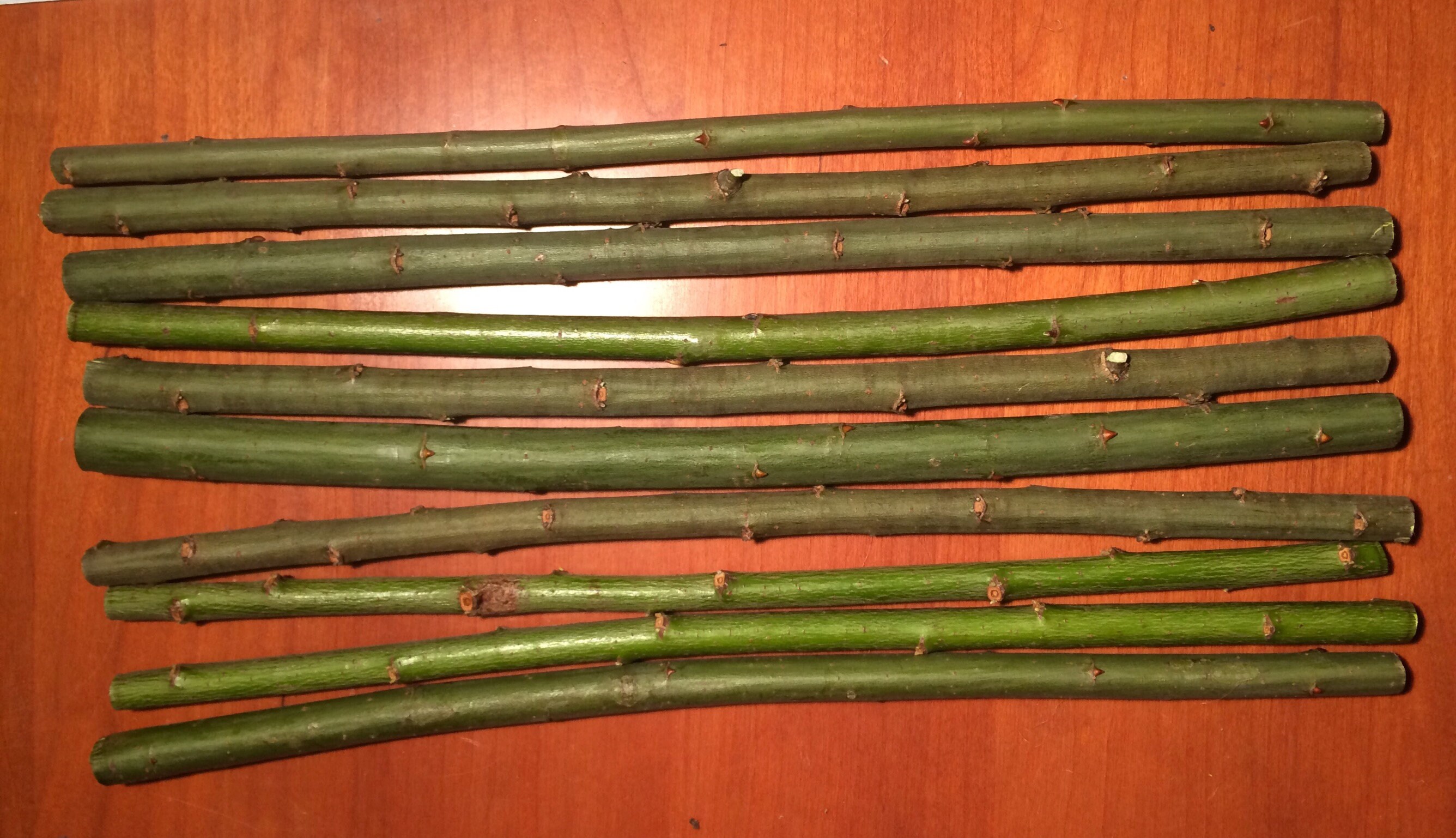 10 Willow Sticks 25 cm Wooden Sticks Willow Sticks Dry Tree Etsy