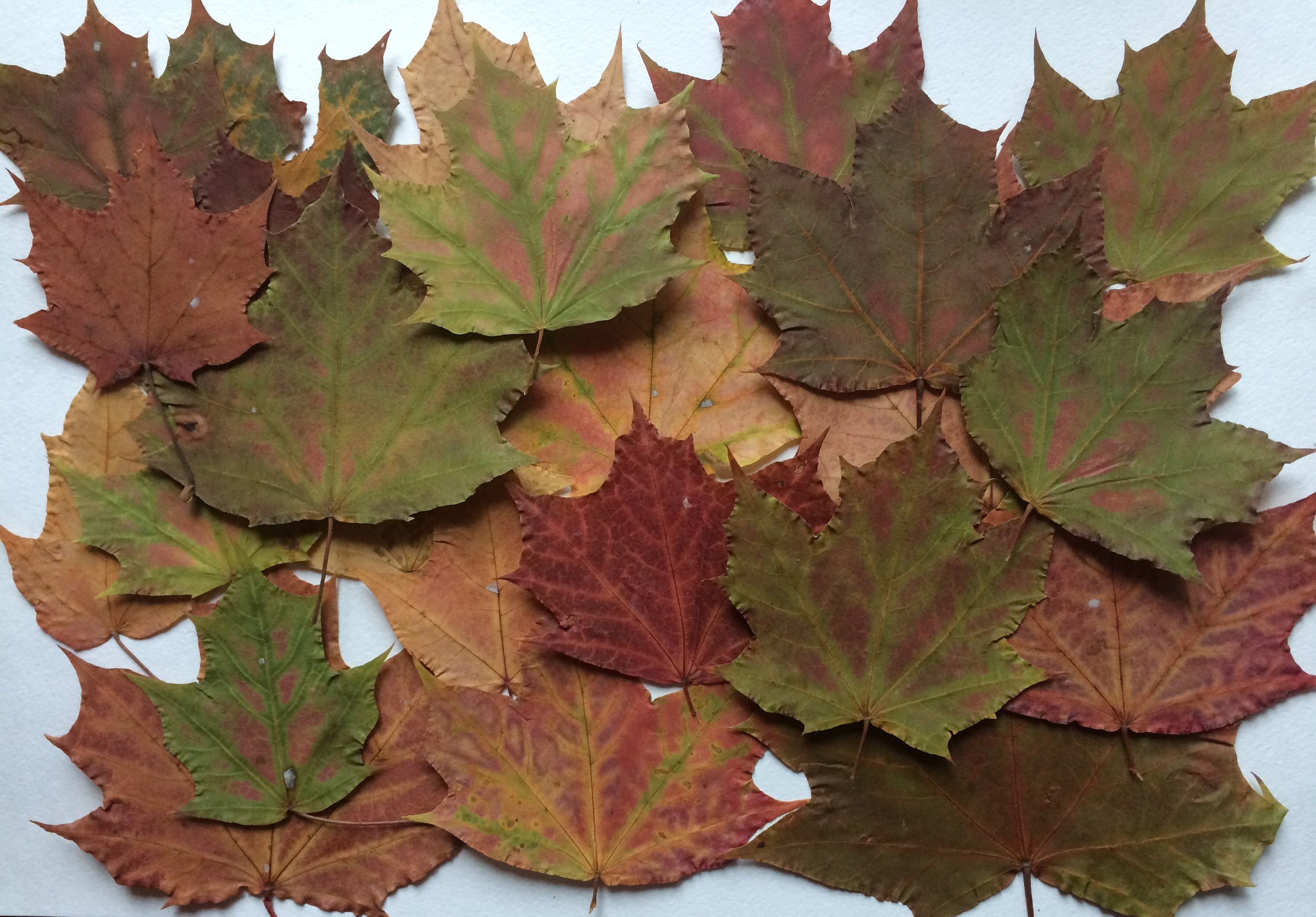 Ahornblätter Sonnenfänger - Buntglas Herbstdekoration Für Fenster