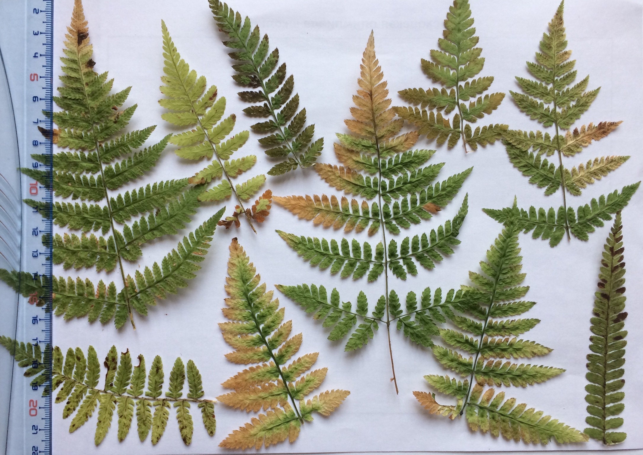 Dried Pressed Fern Pressed Fern Leafs Pressed Fall Fern Etsy