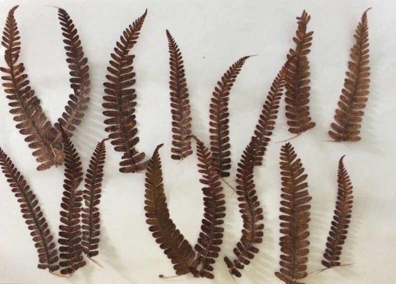 Dried Pressed Fern Brown Fern Autumn Fern Leaves Real Fern Etsy