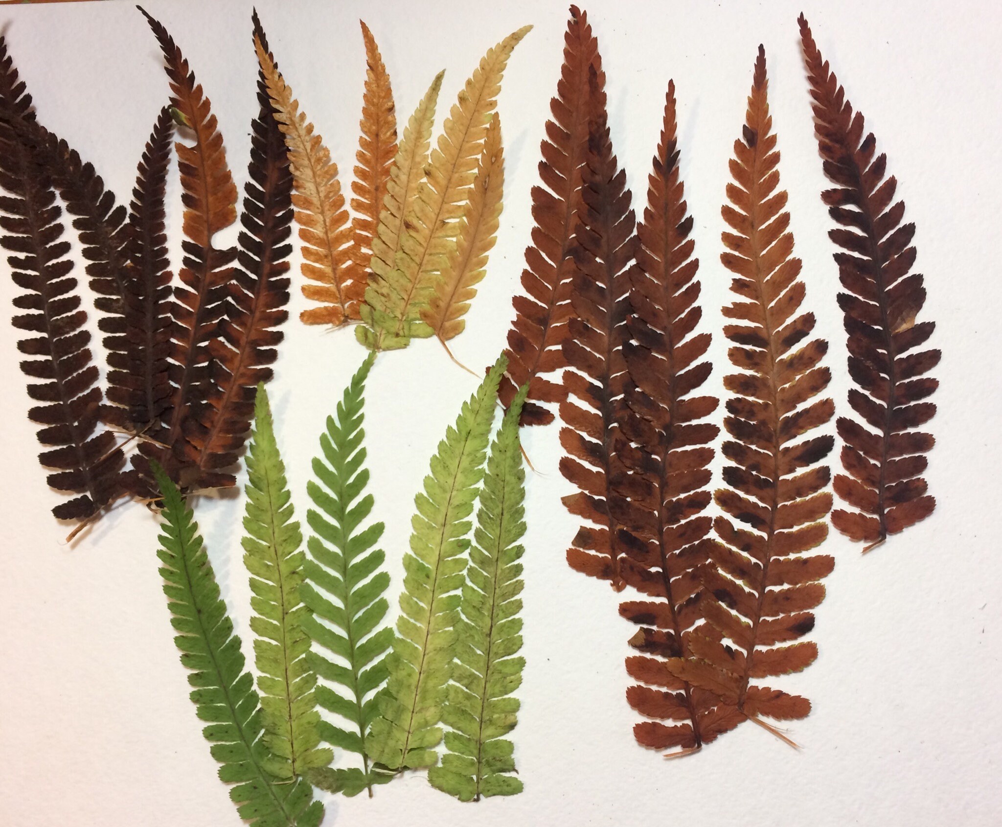 20 Fern Leafs Dried Pressed Fern Brown Fern Pressed Green Etsy
