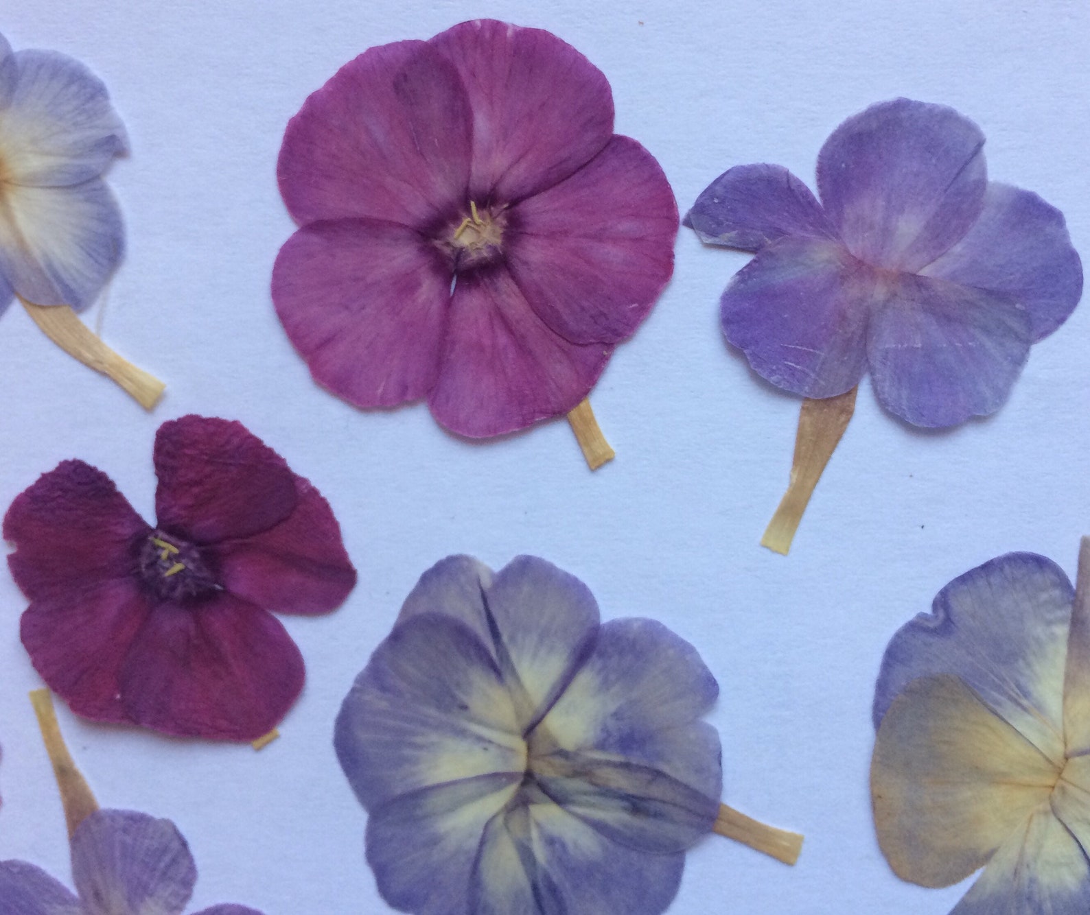 Purple Pressed Flowers Real Pressed Flowers Pressed Phlox Etsy