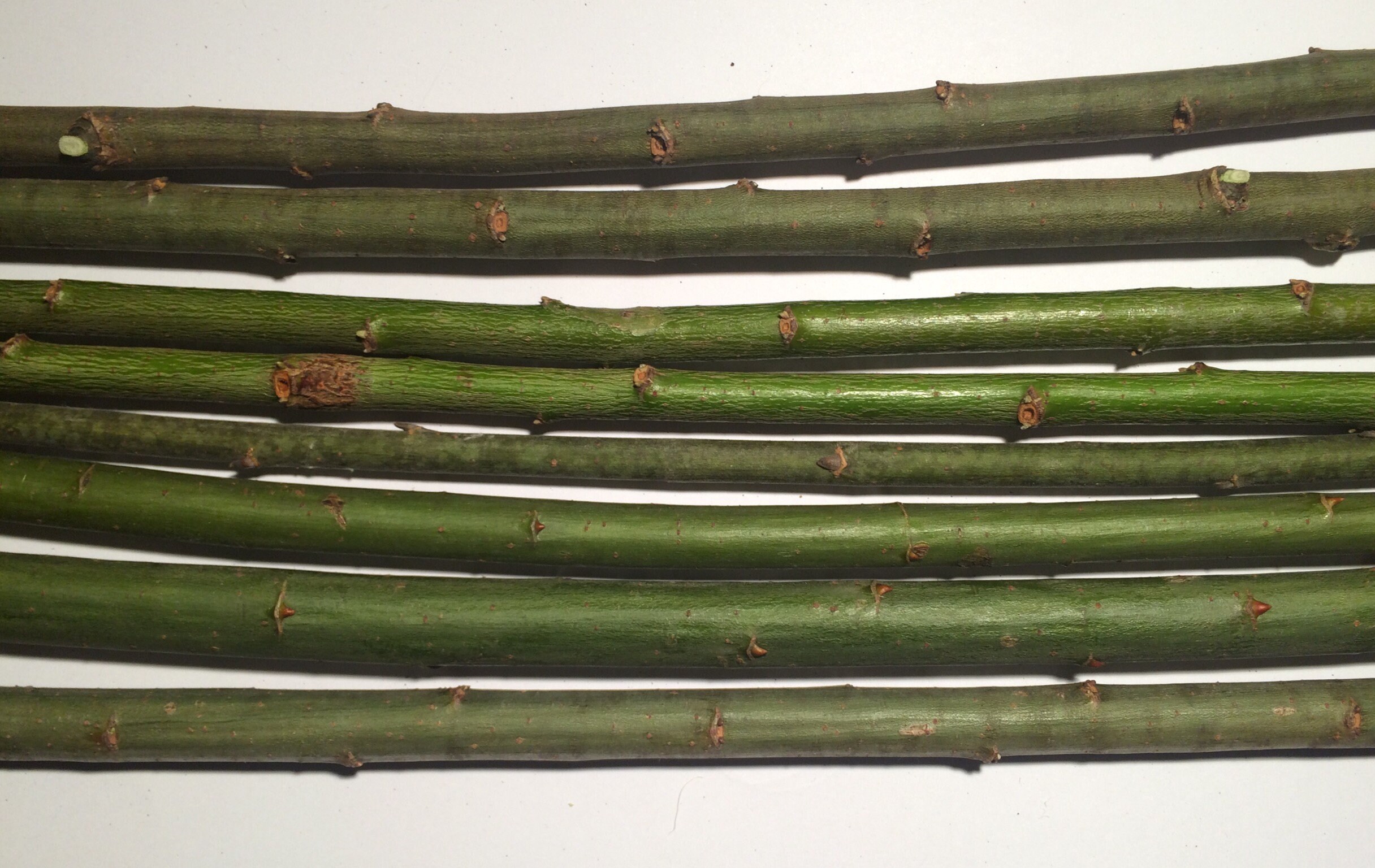 10 Willow Sticks 25 cm Wooden Sticks Willow Sticks Dry Tree Etsy