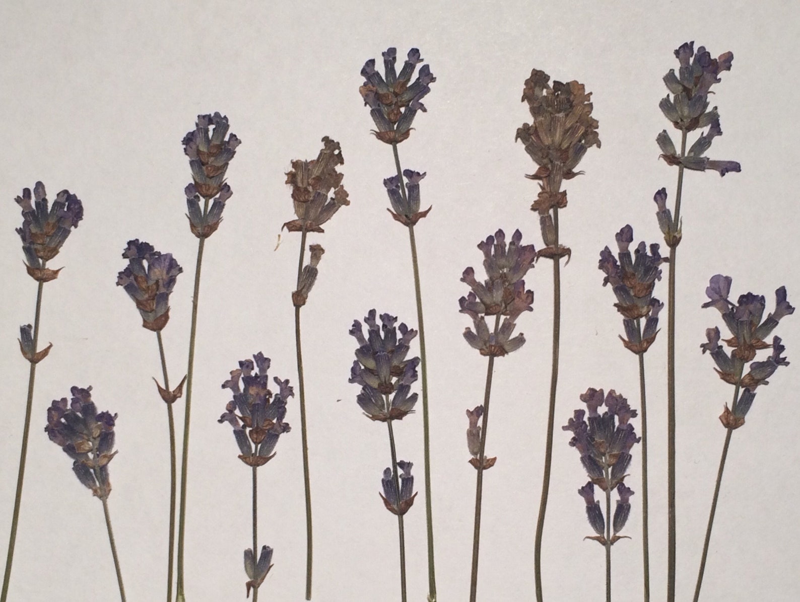 Blue Pressed Flowers Real Lavender Flowers Dried Pressed Etsy