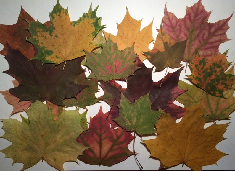 Chenyu Herbst Dekoration Set - 100 Eicheln + 50 Ahornblätter Für Tischdeko