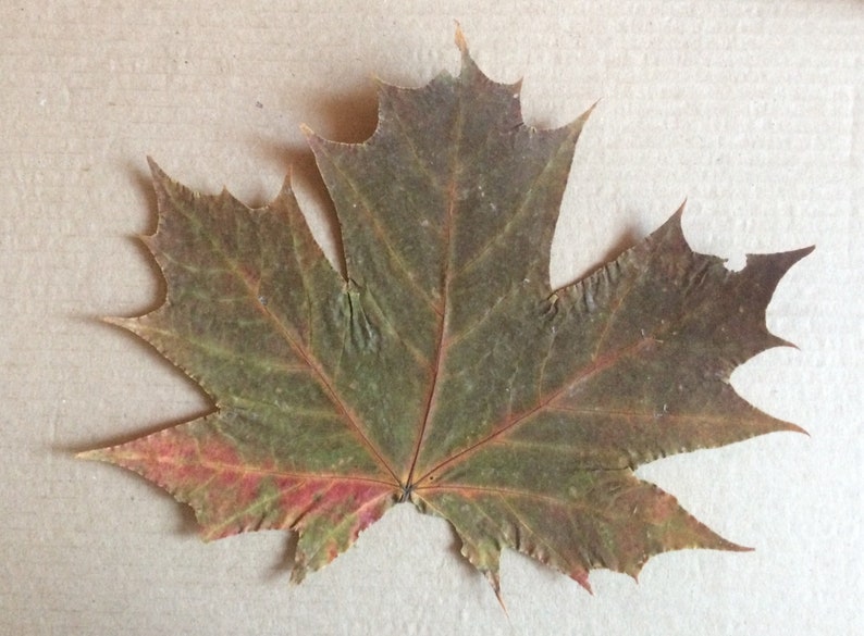 2 Huge Maple Leafs Large Maple Leaf Pressed Maple Leaf Etsy