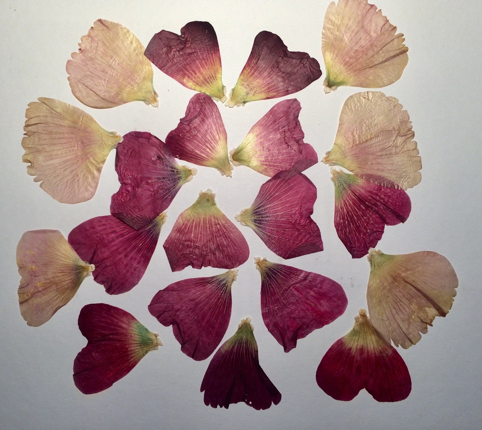 Dried Pressed Flowers Dried Pressed Petals Mallow Petals Etsy