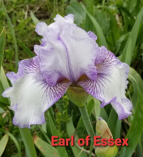 Earl of Essex Tall Bearded Iris - Etsy