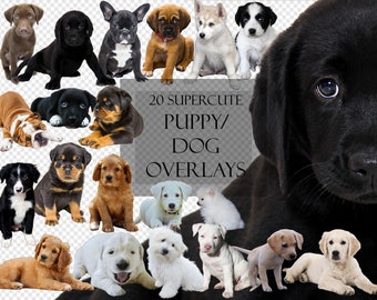 20 super cute puppies overlays, baby dogs, baby animals, scrapbooking, puppies for photo editing, transparent background, PNG