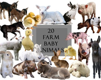 20 Baby Farm Animals Overlays, Piglet, Lamb, Donkey, Duck and Chicken Chick, Rabbit, Goat, Foal, Farm Clipart, Photo Editing