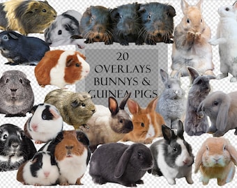 20 Super Cute Bunnys / Rabbits and Guinea Pigs Overlays, Cliparts, Kids Photography, Photo Editing, Scrapbooking, Social Media, Easter Bunny