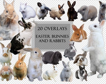 20 Rabbit Overlays, Easter Bunnies, Transparent Background, Clipart, Photo Editing, Scrapbooking, Pets, Animals