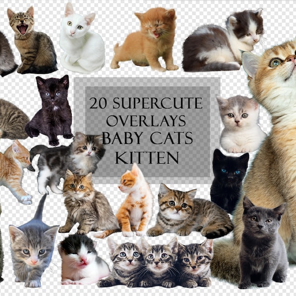 20 super Cute Baby Cats, Kittens Overlays, Transparent Background, PNG, Scrapbooking, Photo Editing, Pet