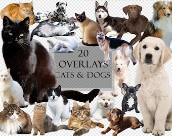 20 cats & dogs overlays  photo editing, social media, scrapbooking, long-haired cats, dalmatians, labrador, husky, tomcat, realistic clipart