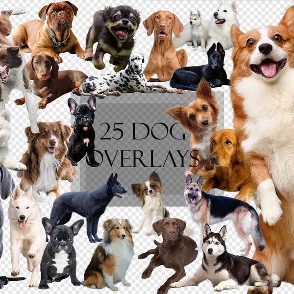 25 dog overlays for your creative image design / photo editing, including German Shepherds, Collie, Dalmatian, Boxer, Corgi, Husky,Retriever