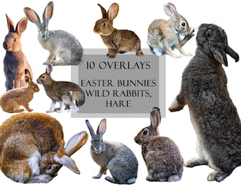 10 Wild Rabbits, Field Bunnies, Easter Bunnies Overlays, Transparent Backgrounds, Clipart, Easter, Photo Editing, Scrapbooking, Animals