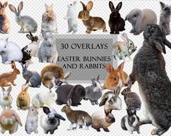 30 Super Cute Easter Bunnies and Rabbits Overlays, transparent Background, PNG File, Easter, Photo Editing, Scrapbooking, Animals