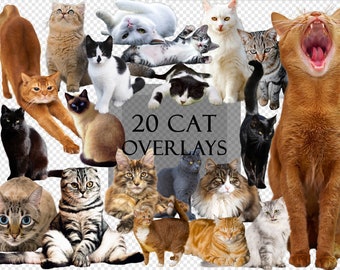 20 cute and funny cats overlays for your creative image editing, scrappbooking, Instagram etc., transparent background, png file