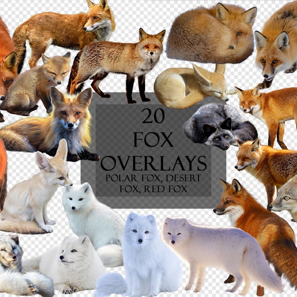 20 overlays foxes, red european foxes, desert fox, arctic fox, realistic clipart,photo montage and image editing, wildlife, forest animal