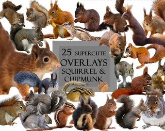 25 super cute squirrels and chipmunks overlays, photo and image editing, scrapbooking, social media, Instagram, woodland animals, cliparts