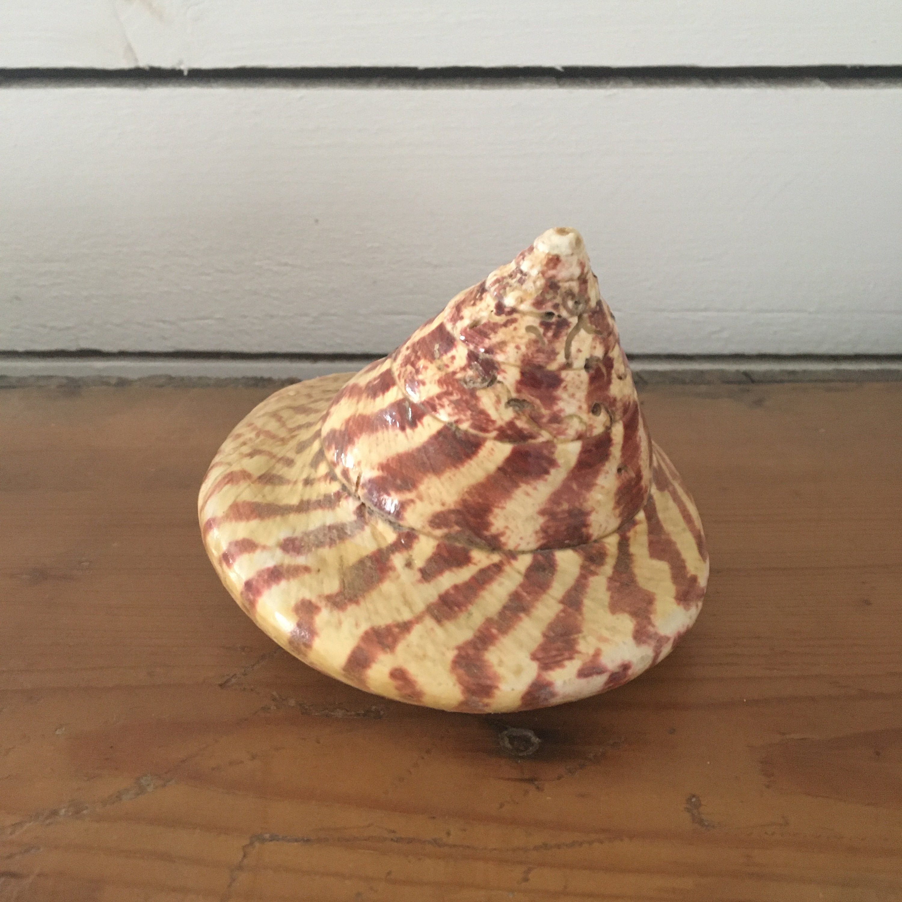 Gros Coquillage Décoratif