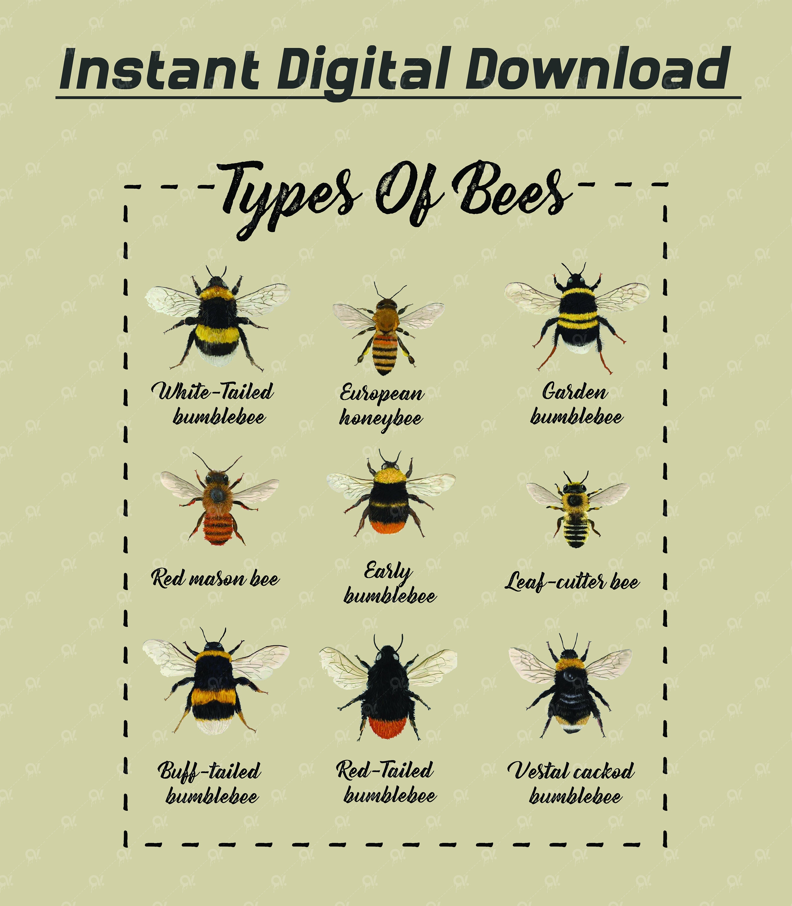 Types of Bees Poster JPG PNG and Image Ready for Print Etsy UK