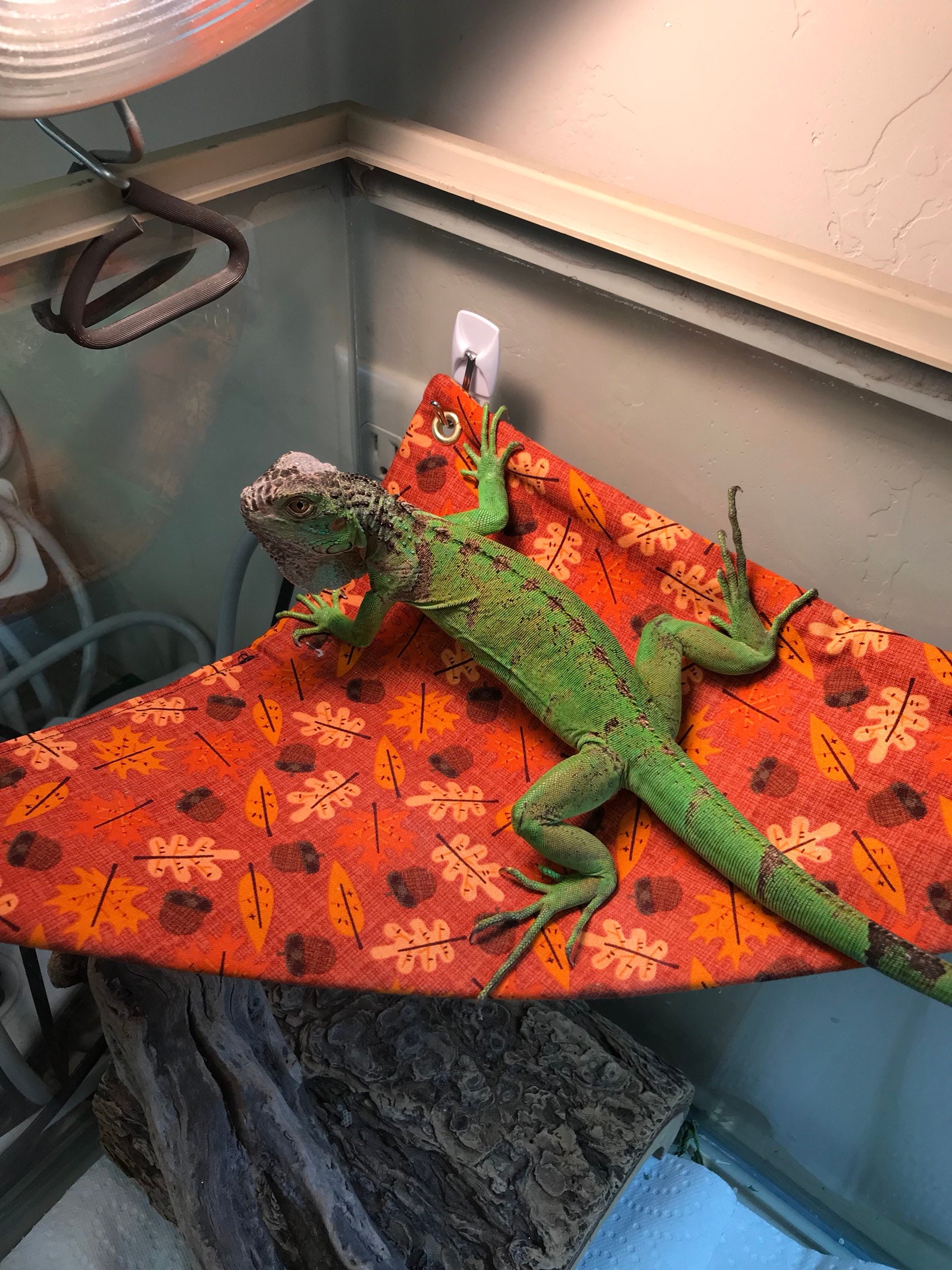 Large Reptile Hammock Etsy