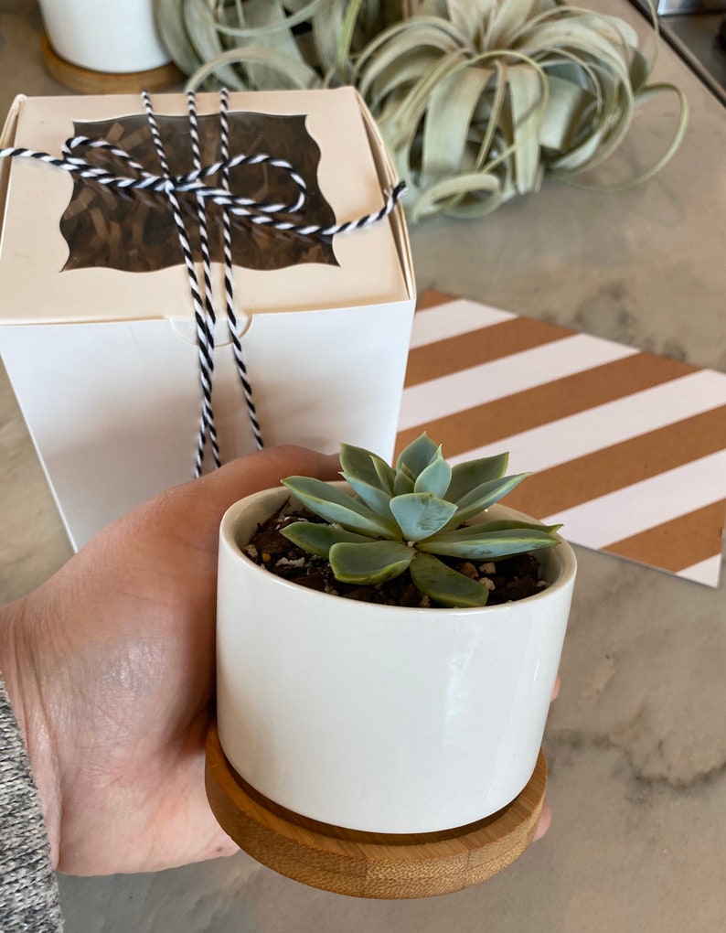 Succulent gift box single live plant in modern planter Etsy