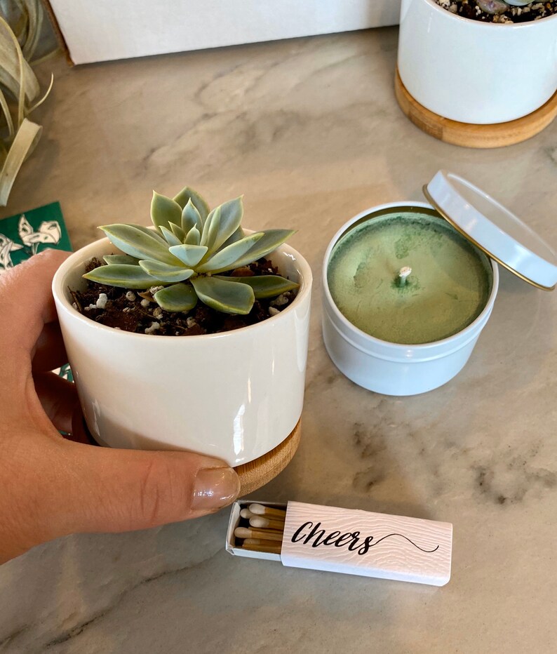 Succulent Plant Gift Box Sending Sunshine Any Occasion Friend Etsy