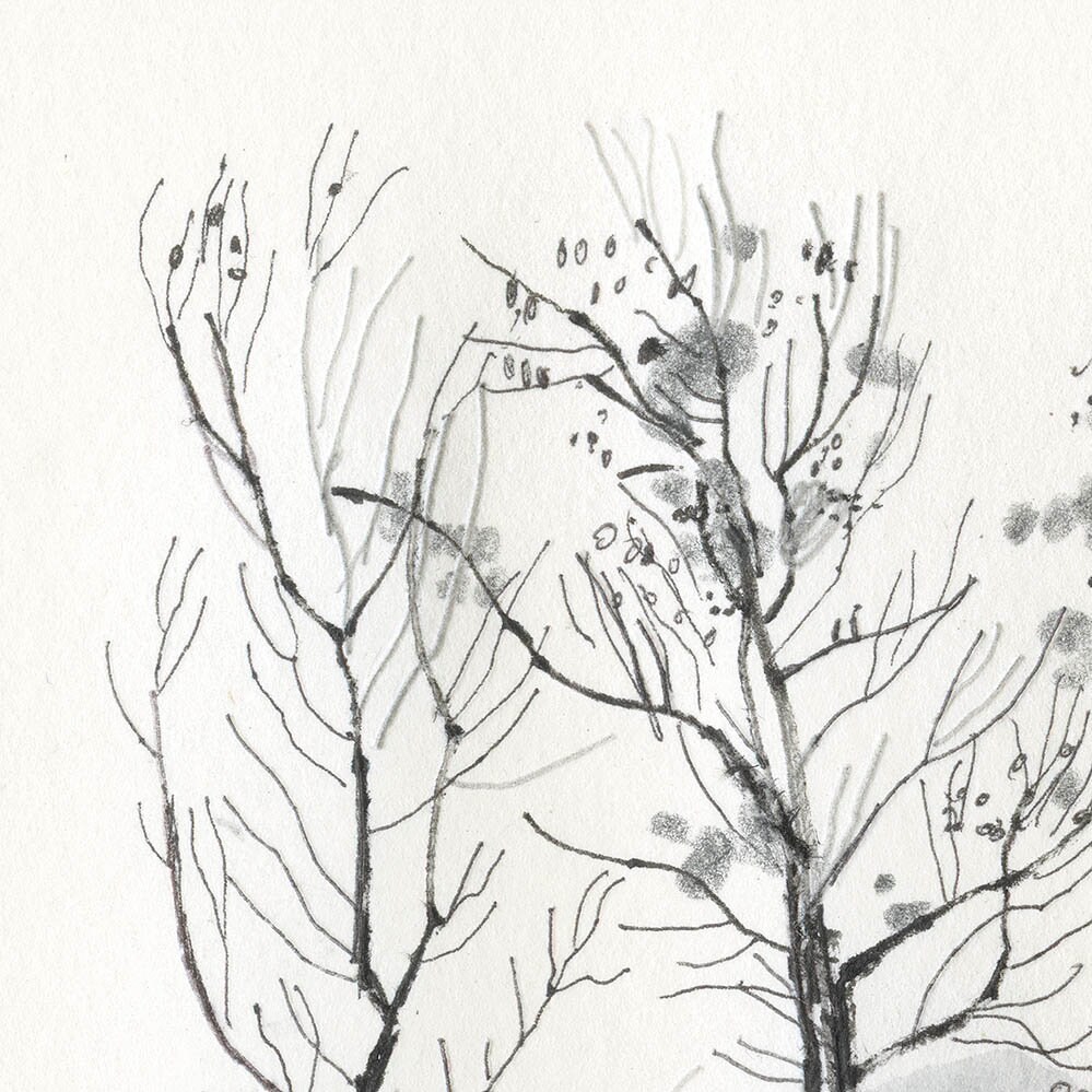 Six Trees Illustration Wall Art Art Print Drawing Natural Forms Poster