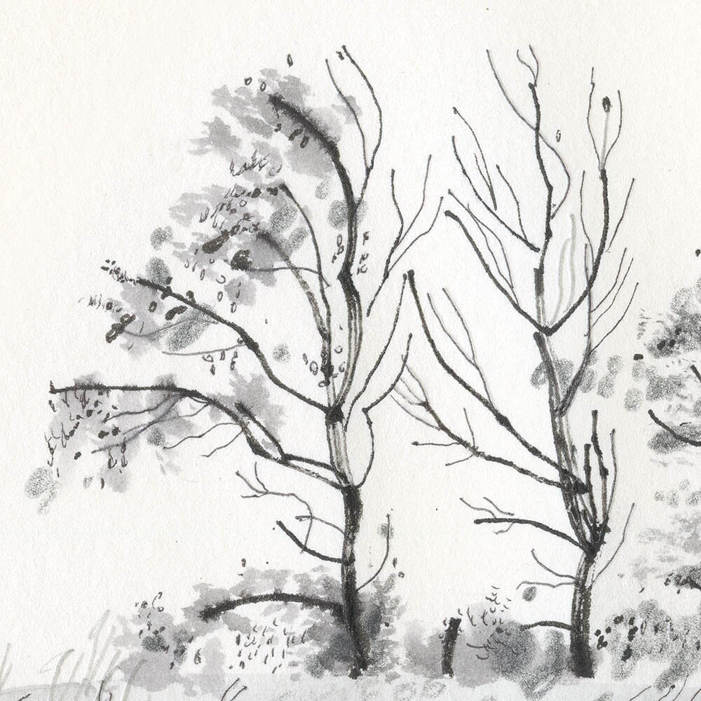 Six Trees Illustration Wall Art Art Print Drawing Natural Forms Poster