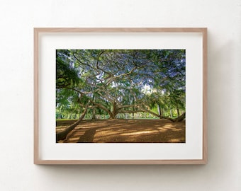 Tree Wall Art, Sri Lanka Photograph, Tree Of Life Print, Botanical Fine Art Prints, Nature Photo, Stretched Canvas, Interior Green Decor