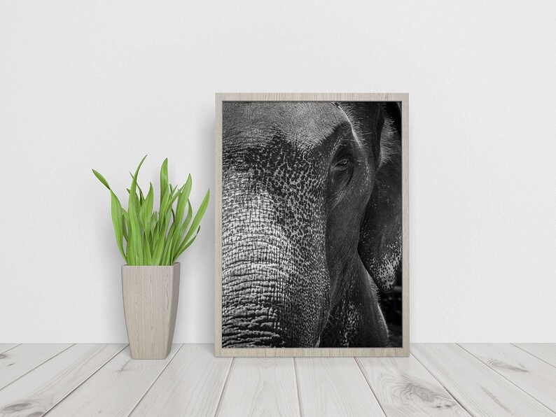 Elephant Wall Art Print, Black And White Elephant Photo, African Animals, Fine Art Prints, Large Canvas Wall Art, Africa Wall Decor image 8