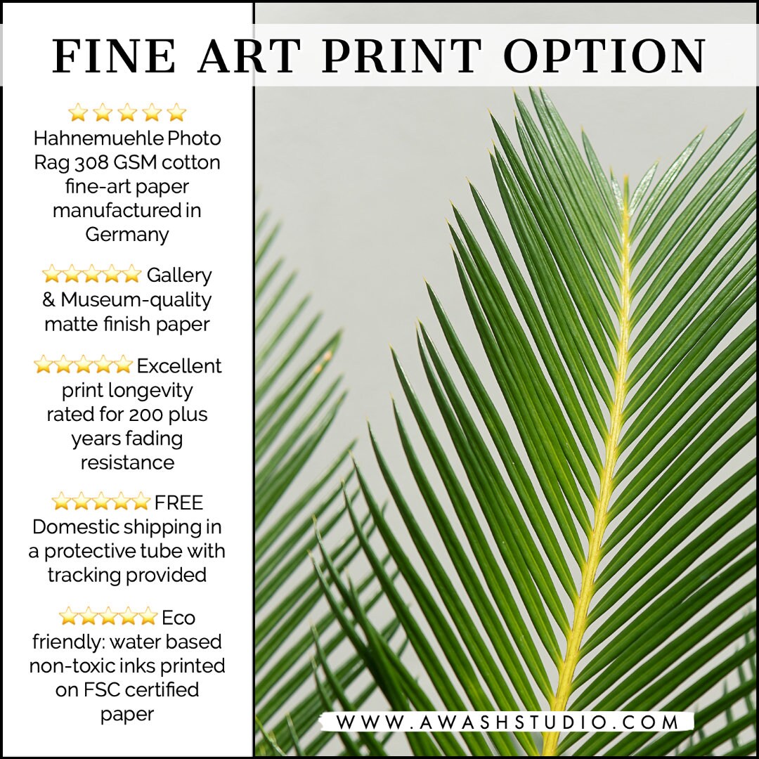 Joshua Tree Wall Art Prints Black and White Photography Etsy Canada