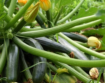 Organic Zucchini Seeds Packet Dark Green 25 Seeds USA