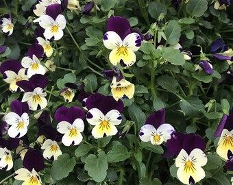 Johnny Jump Up Pansy Seeds Packet Mix 200 Seeds (.5 g) Waterfall Seeds USA