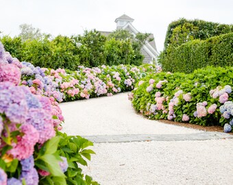 Hydrangea Driveway Horizontal Framed Nantucket Art Print - Etsy