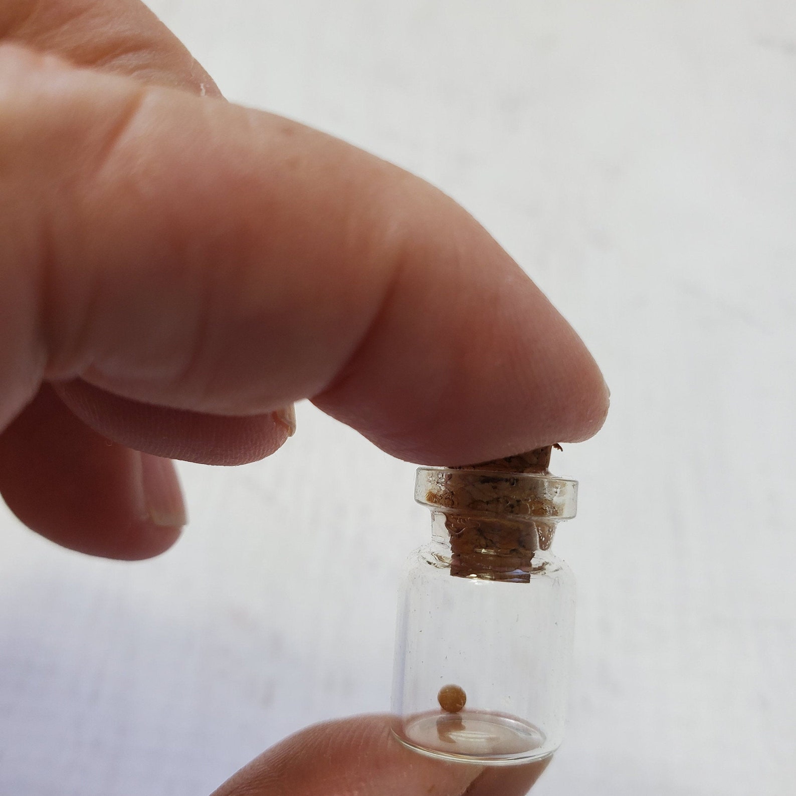 Mustard Seed in Plastic MiniJar Faith the size of a mustard Etsy