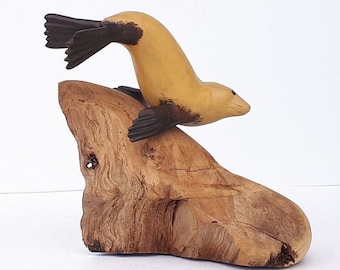 Swimming Sealion on driftwood