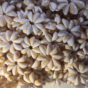 Puede incluir: Primer plano de un grupo de conchas blancas y crema dispuestas en un patrón circular. Las conchas tienen un acabado liso y brillante y están dispuestas en un patrón simétrico.