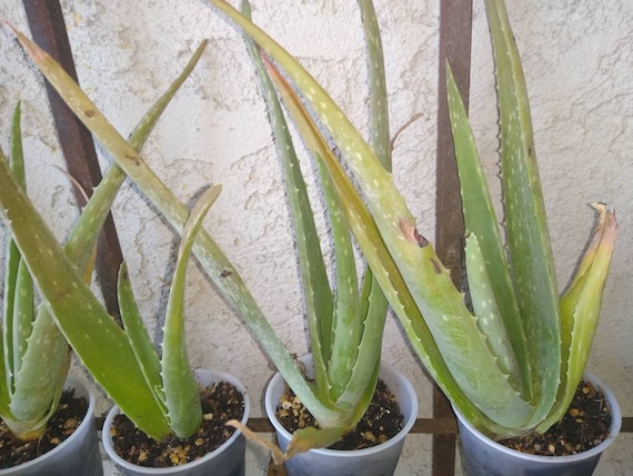 Organic Aloe Vera Live Plant One Live Houseplant Or Outdoor Etsy
