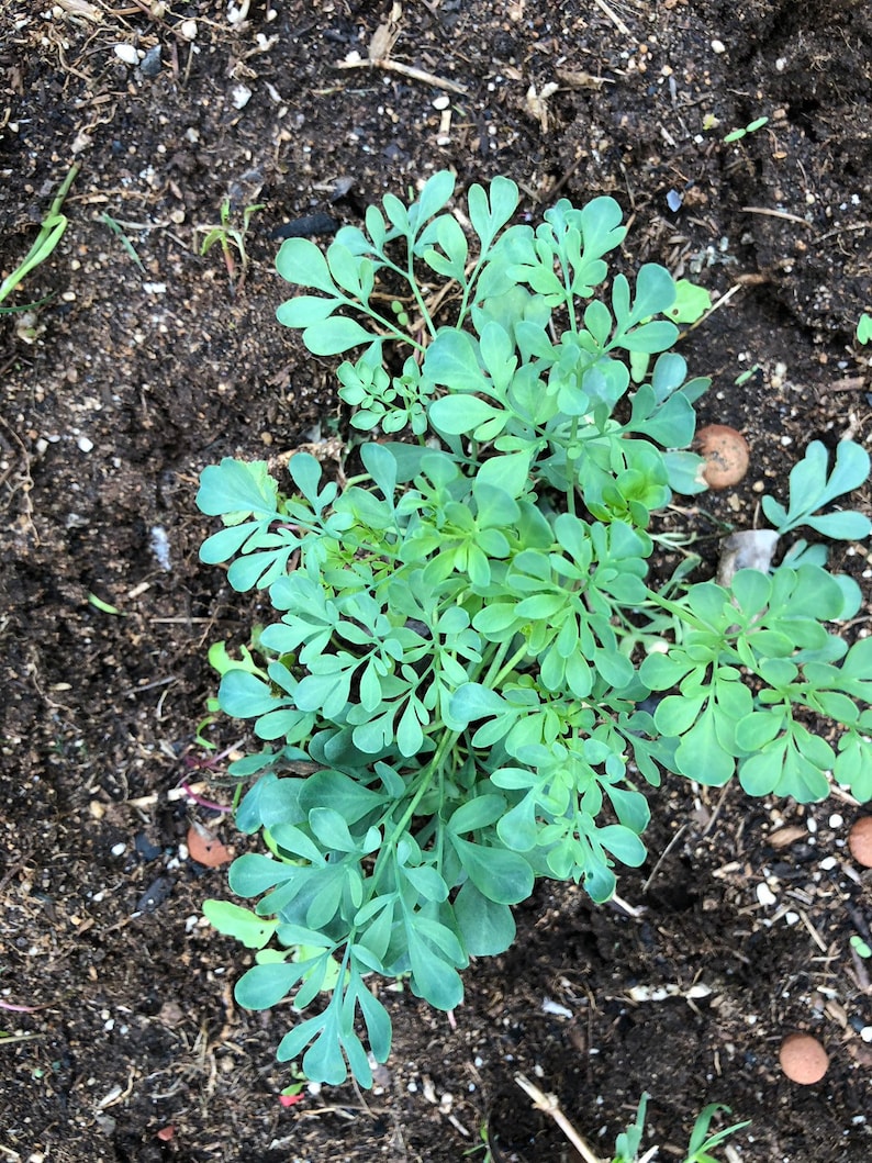 Live Rue plant. AKA Ruta graveolens herb-of-grace ruda. | Etsy