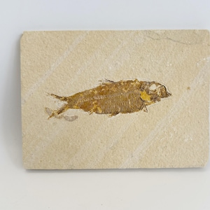 Fine Fossil Fish Plate, Knightia, Volcanic Ash Banding