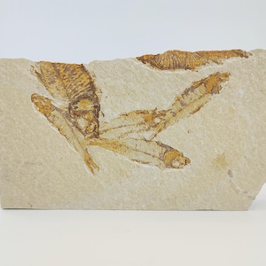 Fine Fossil Fish Plate With Multiple Fish, Knightia, Free Standing Specimen